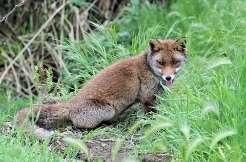 Brown fox in the wild Stock Photos