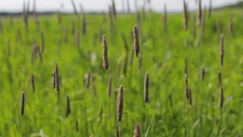 Brown foxtail grass blowing in the wind Stock Footage 142429198