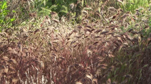 Brown Foxtail grass moved by the wind. Stock Footage 214313293