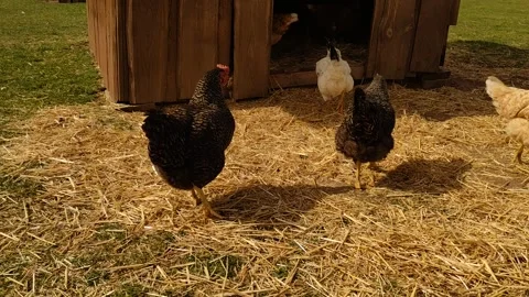 Brown free range chicken pecking at ground and walking around open straw field Stock Footage 277588727
