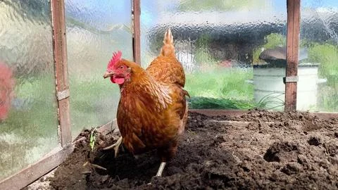 Brown free range chicken pecking at ground and walking around outdoors. Stock Photos
