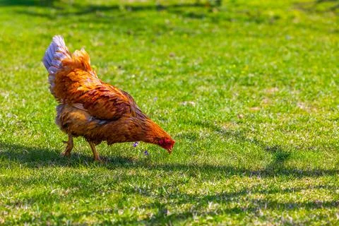 Brown free-range grass-fed Hen Foraging in Green Grass Field Stock Photos