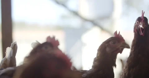 Brown Free Range Hens Standing in Barn, Organic Poultry Farm, Close Up Shot Stock Footage 340364403