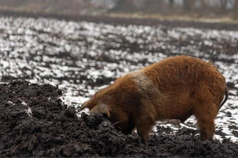 Brown Free-Range Pig Rooting in Field Fotos de archivo