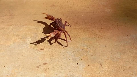 Brown freshwater crab crawling Stock Footage 333263211