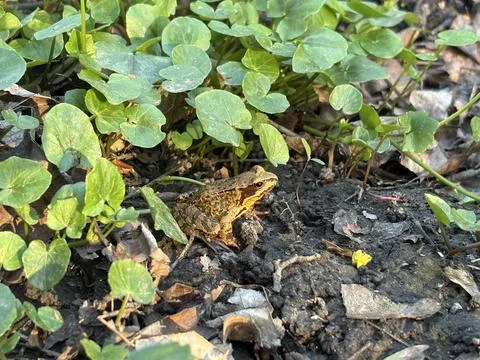Brown frog blends into the forest floor, surrounded by green leaves and ear.. Stock Photos