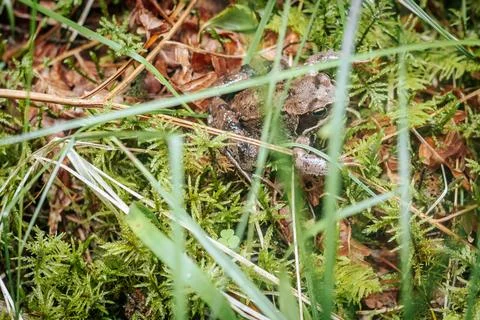 The brown frog blends in with the moss, grass, and leaf litter in the forest. Stock Photos