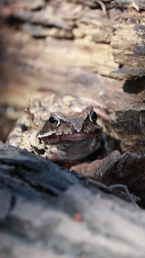 Brown frog camouflaged in tree bark crevice. Vertical Stock Footage 331668796