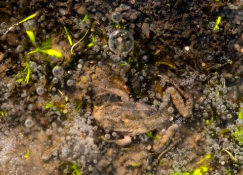 Brown frog captive under ice Stock Photos