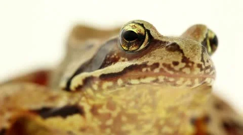 Brown frog close up Stock Footage 11500016