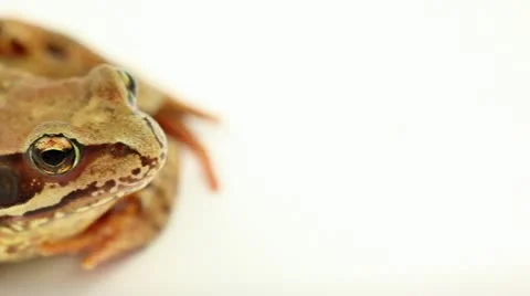 Brown frog  close up pan left Stock Footage 11500011