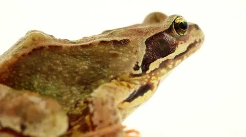 Brown frog close up side view Stock Footage 11500047
