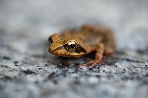 Brown Frog in closeup on granit Stock Photos