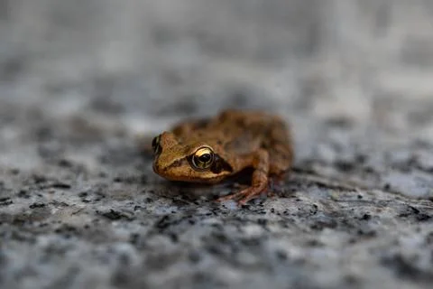 Brown Frog in closeup on granit Stock Photos