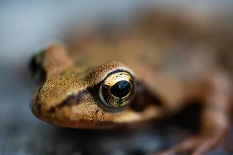 Brown Frog in closeup on granit Stock Photos