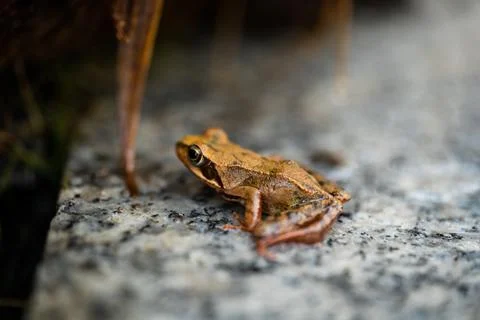 Brown Frog in closeup on granit Stock Photos