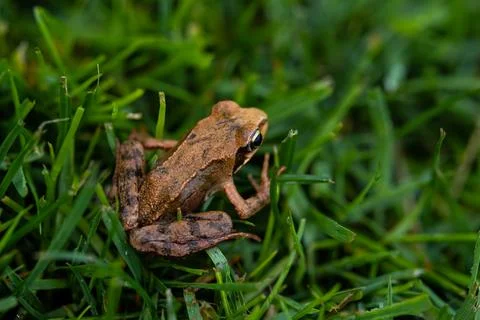 Brown Frog in closeup in the grass Stock Photos
