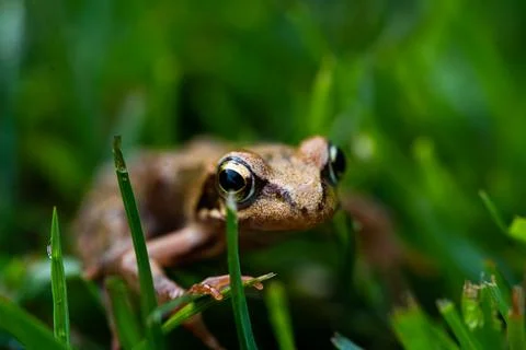 Brown Frog in closeup in the grass Stock Photos