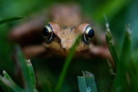 Brown Frog in closeup in the grass Stock Photos