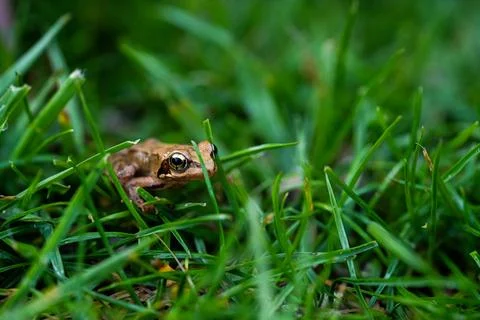 Brown Frog in closeup in the grass Stock Photos