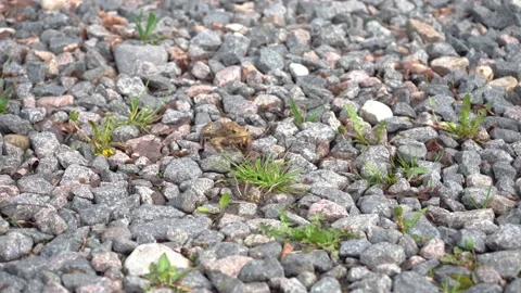 Brown frog crawl on the stony grassy ground in search of food, pound for mating Stock Footage 194504370