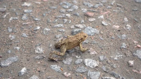 Brown frog crawl on the stony grassy ground in search of food, pound for mating Stock Footage 194504494