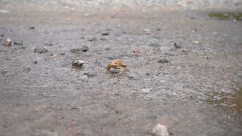 Brown frog crawl on the stony grassy ground in search of food, pound for mating Stock Footage 194504559