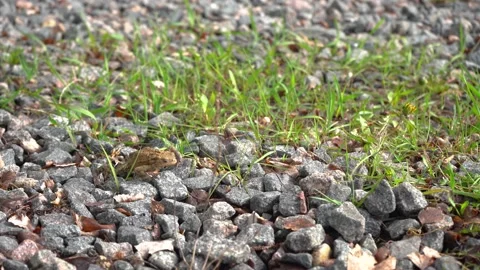 Brown frog crawl on the stony grassy ground in search of food, pound for mating Stock Footage 196239539