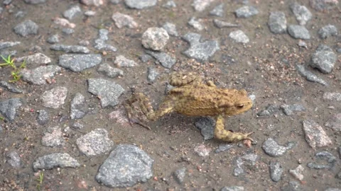 Brown frog crawl on the stony grassy ground in search of food, pound for mating Stock Footage 196239587