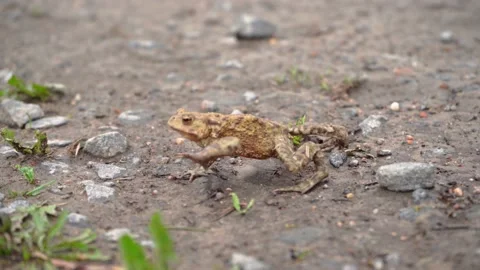 Brown frog crawl on the stony grassy ground in search of food, pound for mating Stock Footage 196239714