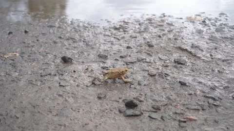 Brown frog crawl to water on stony grassy ground in search of food, pound for Stock Footage 196239615