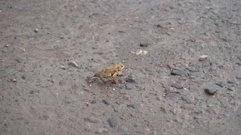Brown frog crawl to water on stony grassy ground in search of food, pound for ma Stock Footage 206109077
