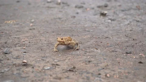 Brown frog crawl to water on stony grassy ground in search of food, pound for ma Stock Footage 206109351
