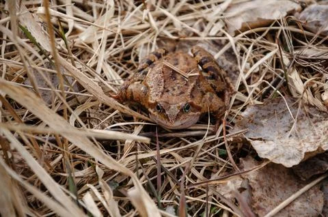 Brown frog in dry grass Stock Photos