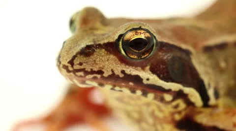 Brown frog eye close up Stock Footage 11500007