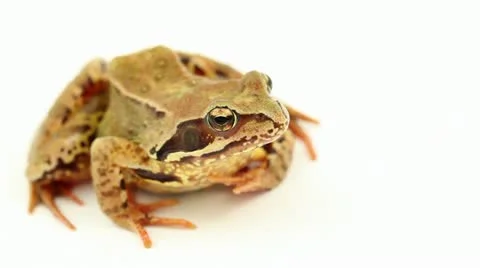 Brown frog facing right Stock Footage 11499996