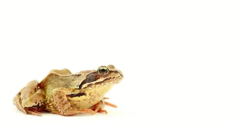 Brown frog facing right Stock Footage 11500044