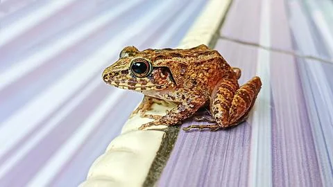 Brown frog on the floor 写真素材