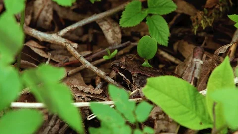 Brown frog in the forest Stock Footage 89616068