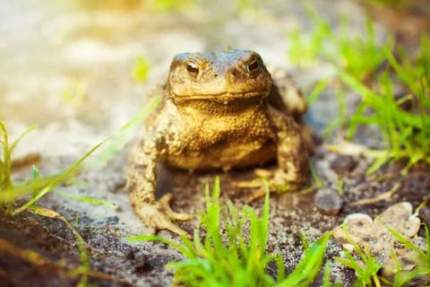 Brown frog in the grass Stock Photos