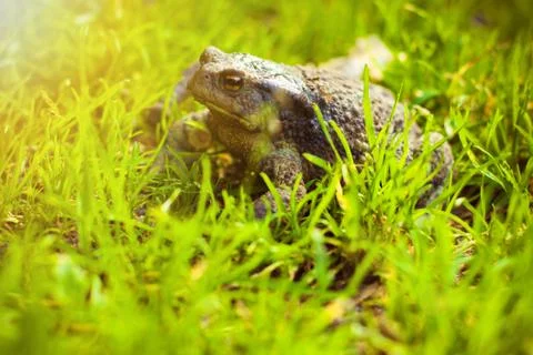 Brown frog in the grass 스톡 사진