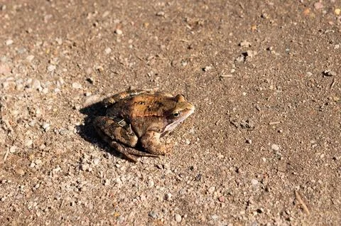Brown frog on gravelly surface under sunlight Stock Photos