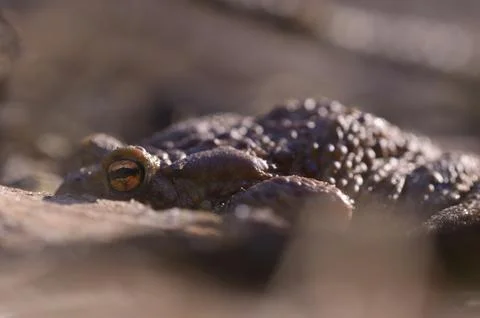 Brown frog hiding between dead leaves in a forest Stock Photos