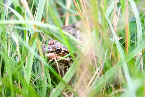 Brown frog hiding between green plants Stock Photos