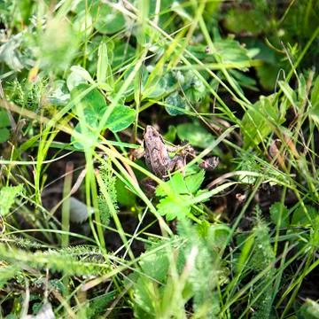 Brown frog hiding between green plants Stock Photos