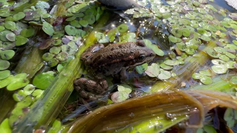 Brown Frog Hiding in Duckweed on Sunlit Shallow Pond Surface Macro Stock Footage 340344616