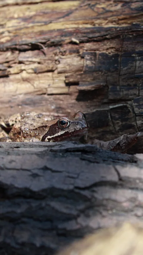 Brown frog hiding under wood, forest floor camouflage. Vertical Stock Footage 331427239