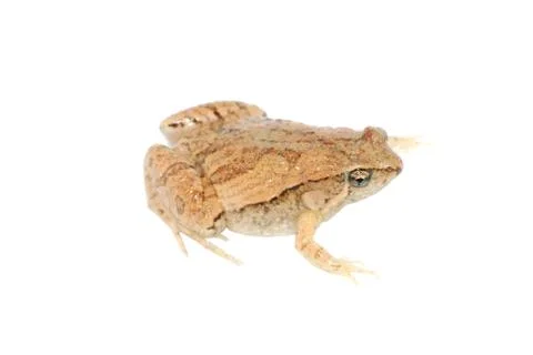 Brown frog isolated Stock Photos
