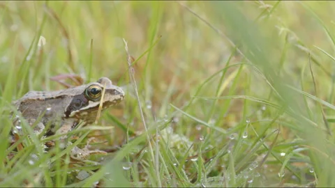 Brown frog jumping in meadow Stock Footage 211409584