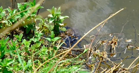 Brown frog in the lake Stock Footage 240901449